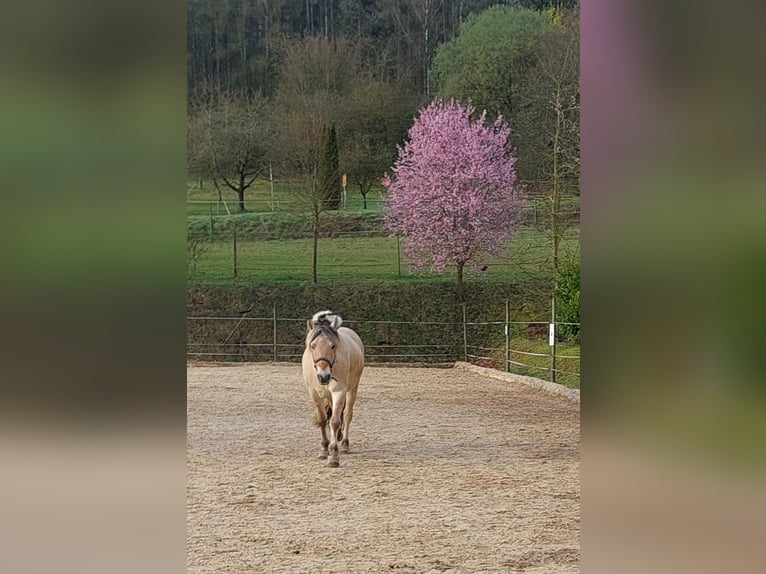 Fjordpferde Wallach 4 Jahre 147 cm Falbe in Güntersleben