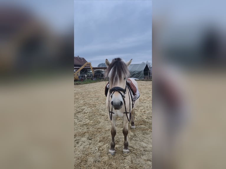 Fjordpferde Wallach 4 Jahre 148 cm Falbe in Isny im Allgäu