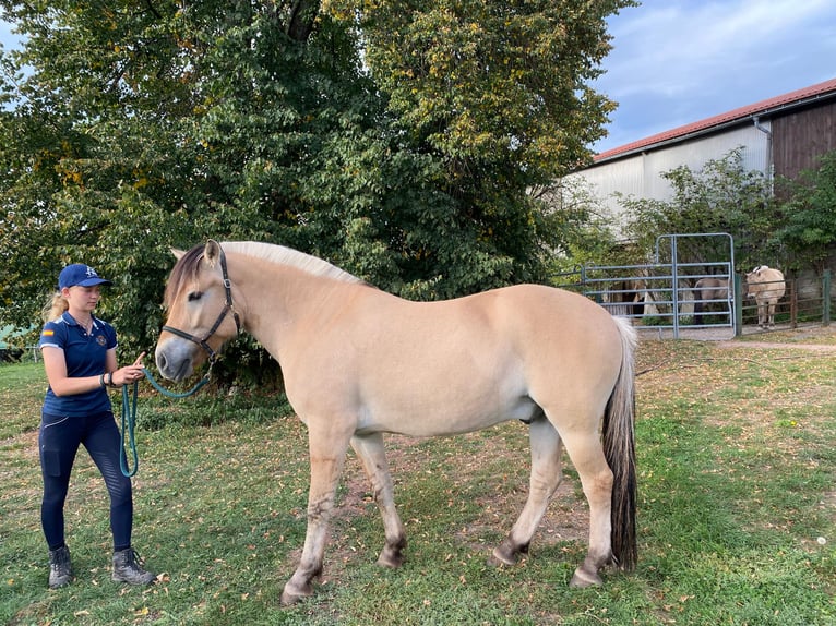 Fjordpferde Wallach 4 Jahre 149 cm Falbe in Züsch
