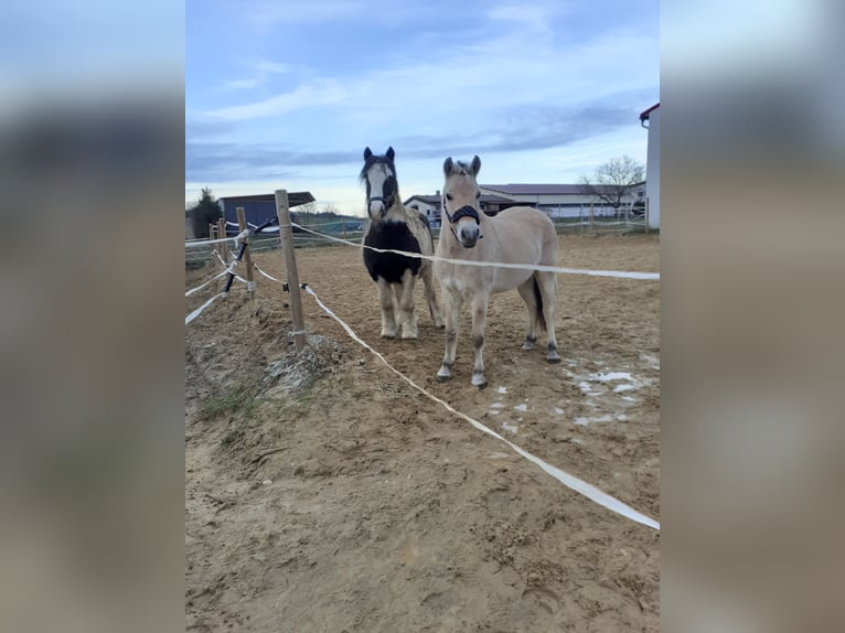 Fjordpferde Wallach 4 Jahre 150 cm Falbe in Langenau