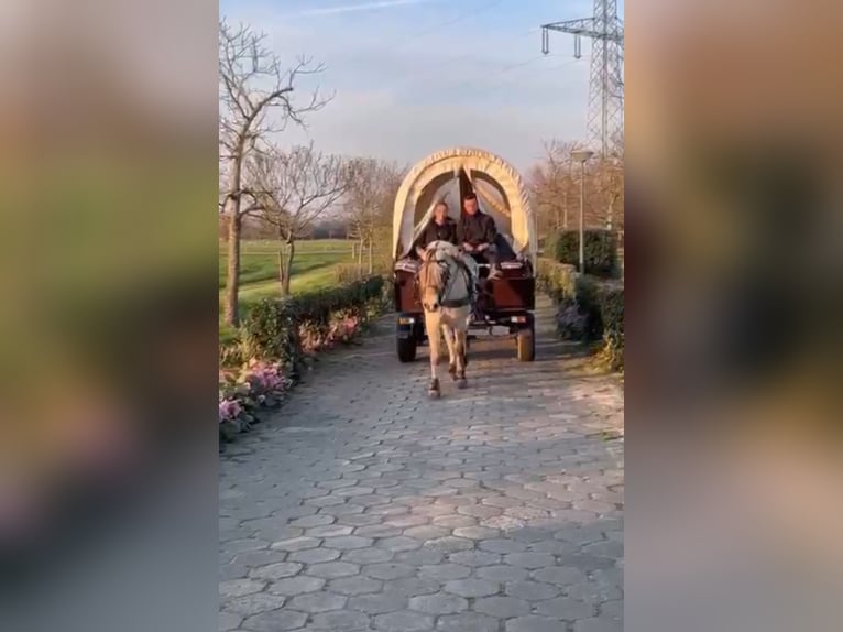 Fjordpferde Wallach 4 Jahre 151 cm Falbe in Morsbach