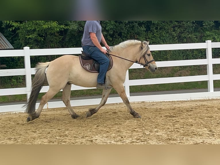 Fjordpferde Wallach 4 Jahre 151 cm Falbe in Morsbach