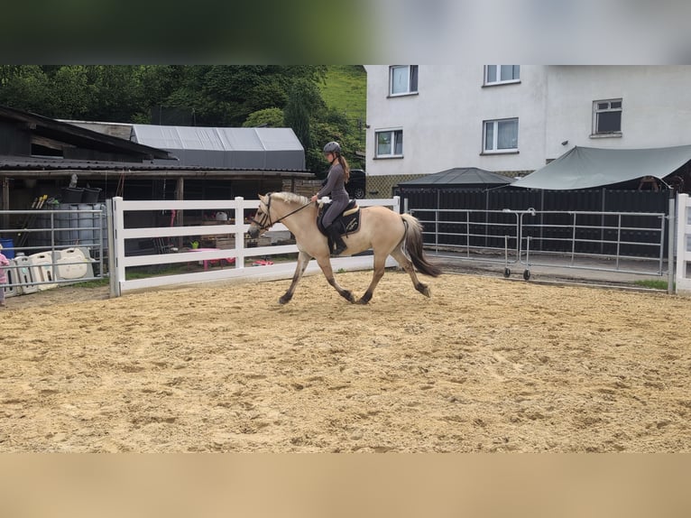Fjordpferde Wallach 4 Jahre 151 cm Falbe in Morsbach