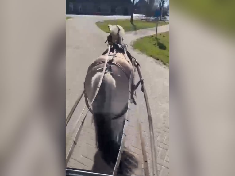 Fjordpferde Wallach 4 Jahre 151 cm Falbe in Morsbach