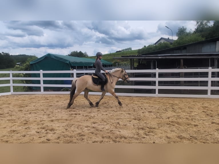 Fjordpferde Wallach 4 Jahre 151 cm Falbe in Morsbach