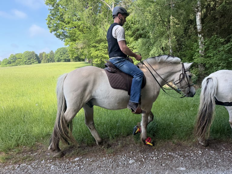 Fjordpferde Wallach 4 Jahre 152 cm Falbe in Ebersberg