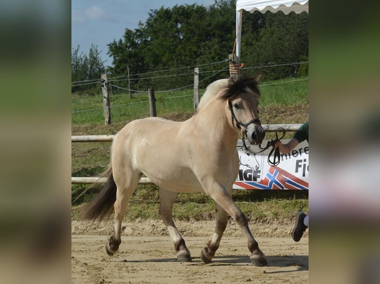 Fjordpferde Wallach 4 Jahre 153 cm Falbe in BonnBonn
