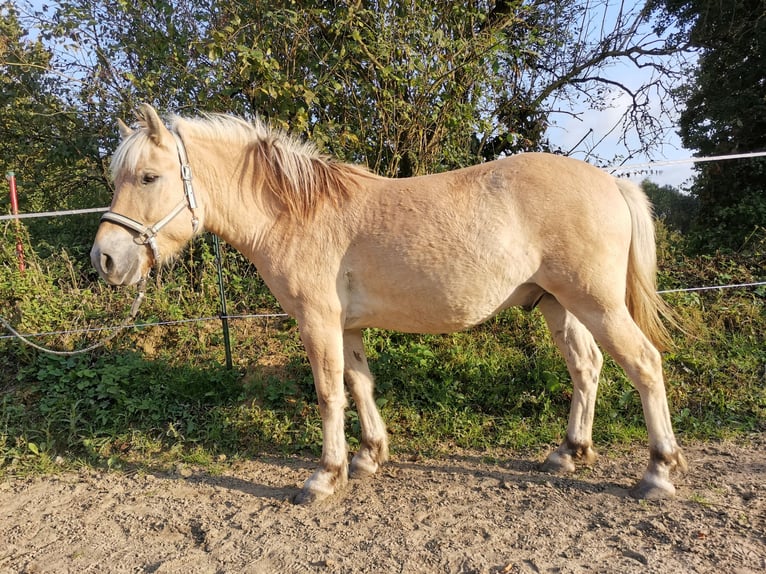 Fjordpferde Wallach 5 Jahre 139 cm Falbe in Bad Oeynhausen