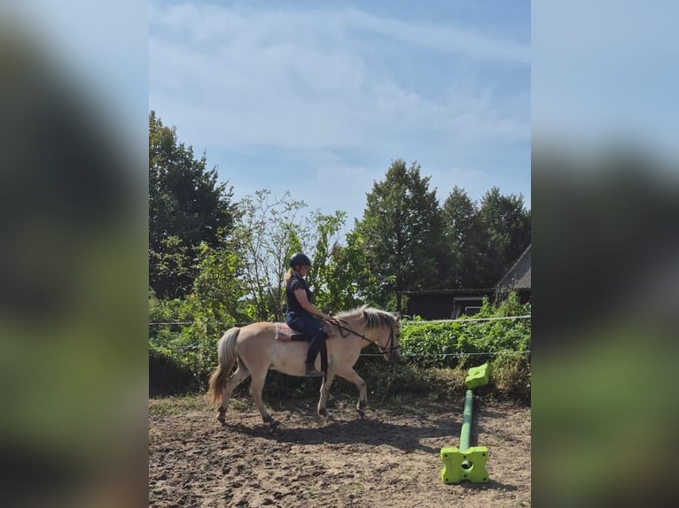 Fjordpferde Wallach 5 Jahre 139 cm Falbe in Bad Oeynhausen