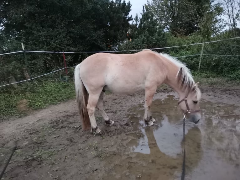 Fjordpferde Wallach 5 Jahre 139 cm Falbe in Bad Oeynhausen