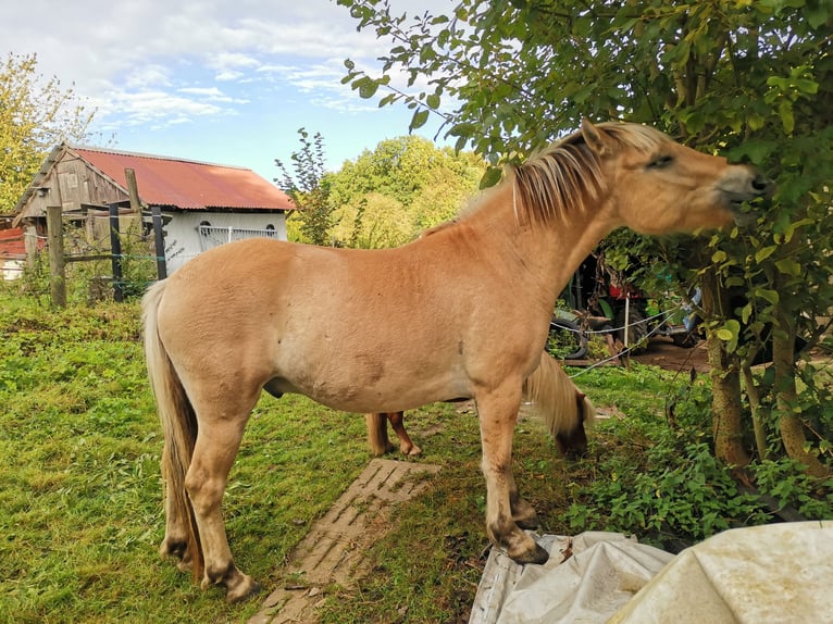 Fjordpferde Wallach 5 Jahre 139 cm Falbe in Bad Oeynhausen