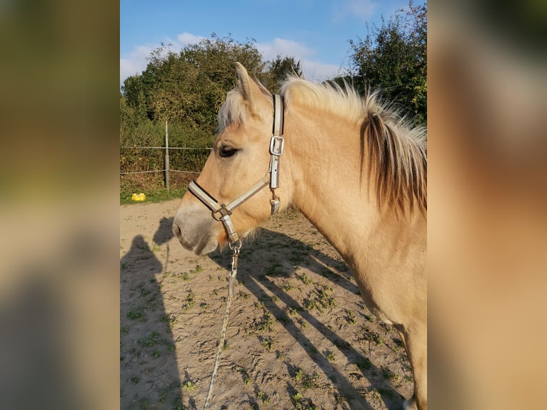 Fjordpferde Wallach 5 Jahre 139 cm Falbe in Bad Oeynhausen