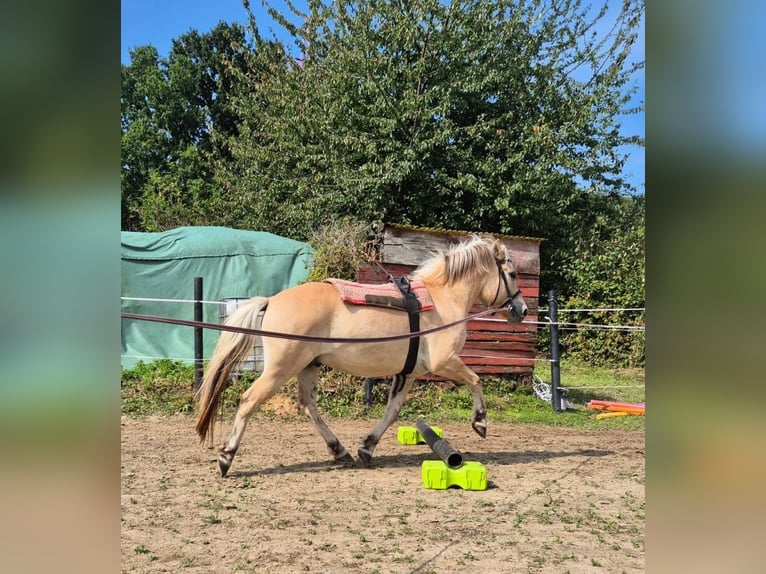 Fjordpferde Wallach 5 Jahre 139 cm Falbe in Bad Oeynhausen