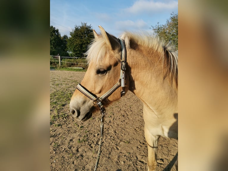 Fjordpferde Wallach 5 Jahre 139 cm Falbe in Bad Oeynhausen