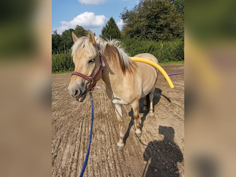 Fjordpferde Wallach 5 Jahre 139 cm Falbe in Bad Oeynhausen