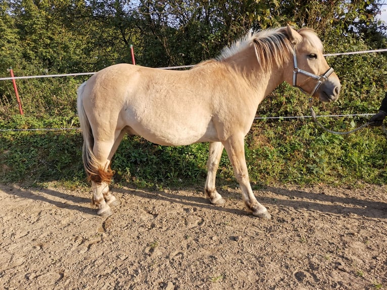 Fjordpferde Wallach 5 Jahre 139 cm Falbe in Bad Oeynhausen