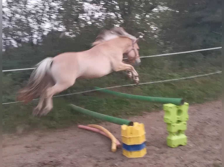 Fjordpferde Wallach 5 Jahre 139 cm Falbe in Bad Oeynhausen