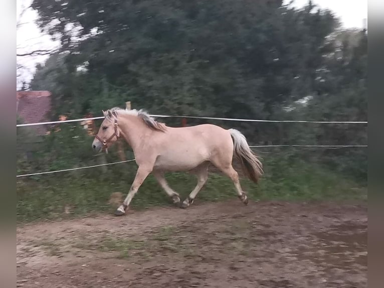 Fjordpferde Wallach 5 Jahre 139 cm Falbe in Bad Oeynhausen