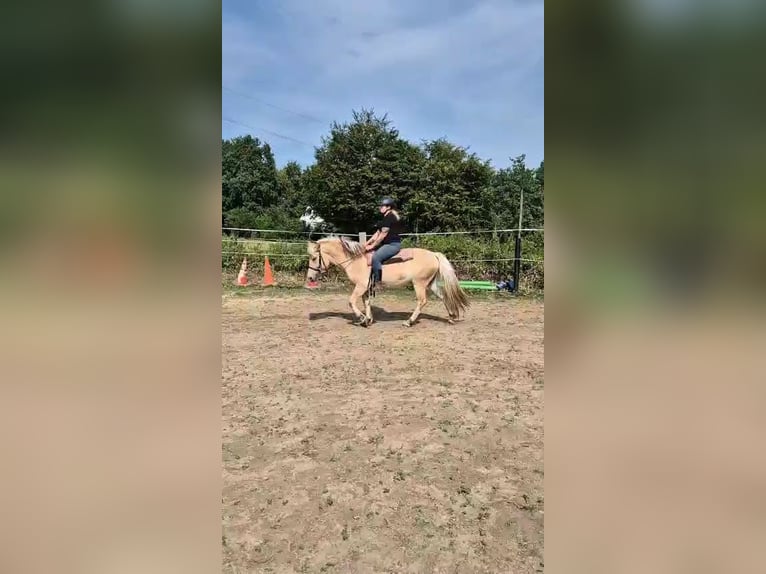 Fjordpferde Wallach 5 Jahre 139 cm Falbe in Bad Oeynhausen