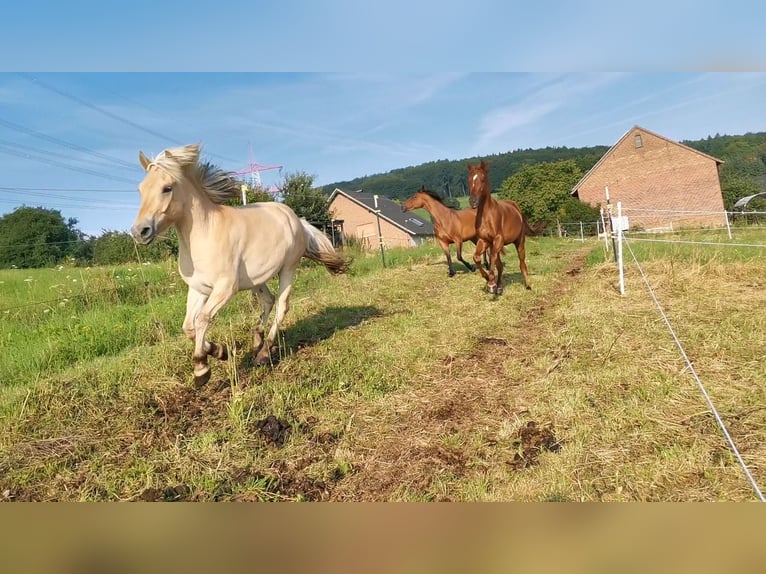 Fjordpferde Wallach 5 Jahre 139 cm Falbe in Bad Oeynhausen