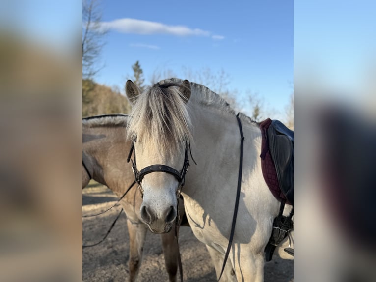 Fjordpferde Wallach 5 Jahre 143 cm White in Gratwein-Stra&#xDF;engel