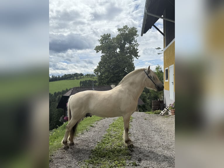Fjordpferde Wallach 5 Jahre 143 cm White in Gratwein-Stra&#xDF;engel