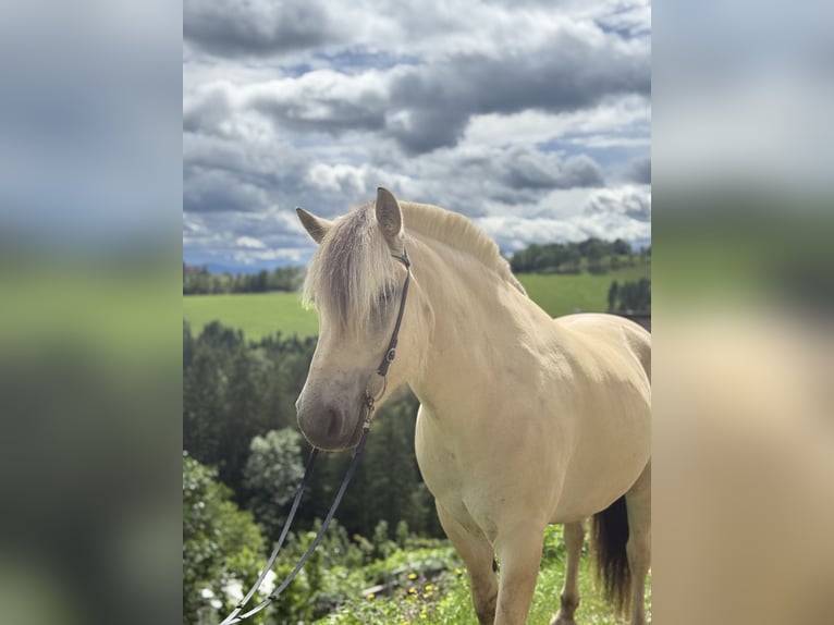 Fjordpferde Wallach 5 Jahre 143 cm White in Gratwein-Stra&#xDF;engel