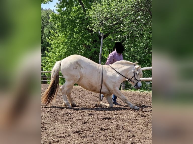 Fjordpferde Wallach 5 Jahre 143 cm White in Gratwein-Stra&#xDF;engel