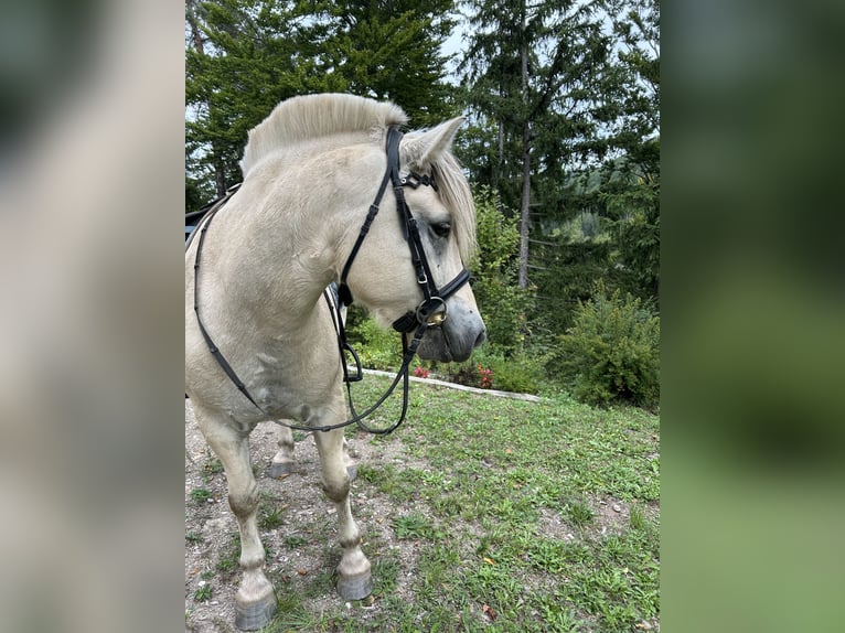 Fjordpferde Wallach 5 Jahre 143 cm White in Gratwein-Stra&#xDF;engel