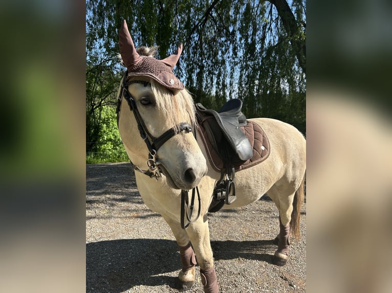 Fjordpferde Wallach 5 Jahre 143 cm White in Gratwein-Stra&#xDF;engel