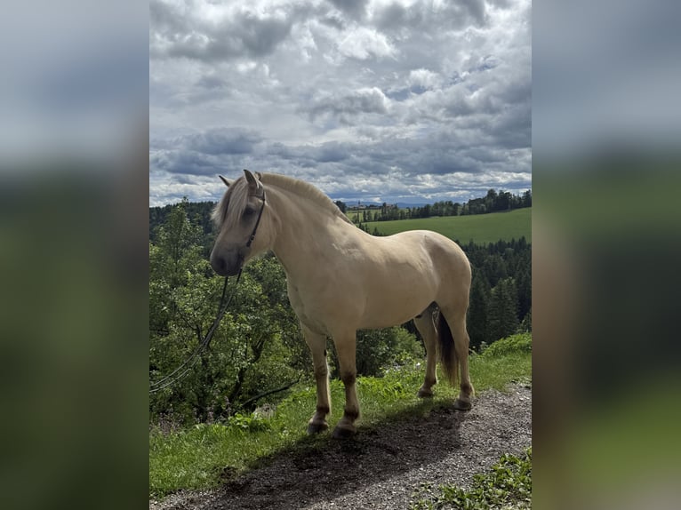 Fjordpferde Wallach 5 Jahre 143 cm White in Gratwein-Stra&#xDF;engel