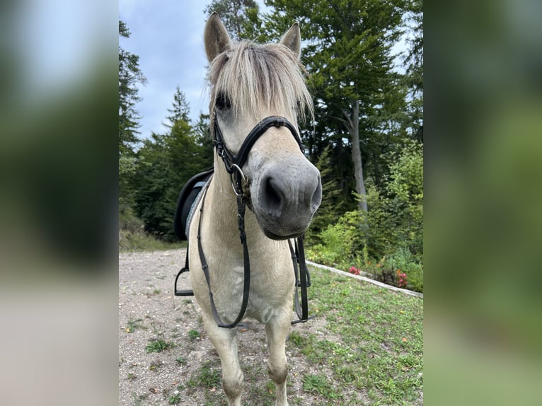 Fjordpferde Wallach 5 Jahre 143 cm White in Gratwein-Stra&#xDF;engel