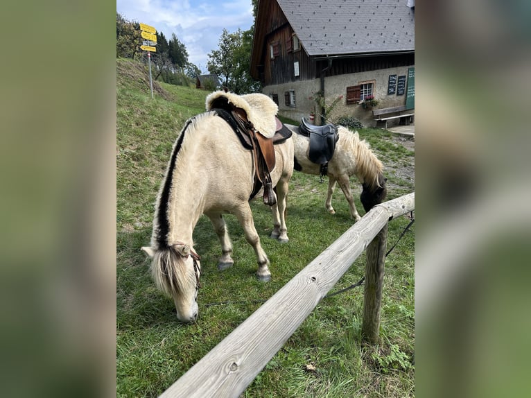 Fjordpferde Wallach 5 Jahre 143 cm White in Gratwein-Stra&#xDF;engel