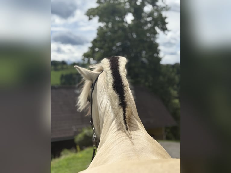 Fjordpferde Wallach 5 Jahre 143 cm White in Gratwein-Stra&#xDF;engel
