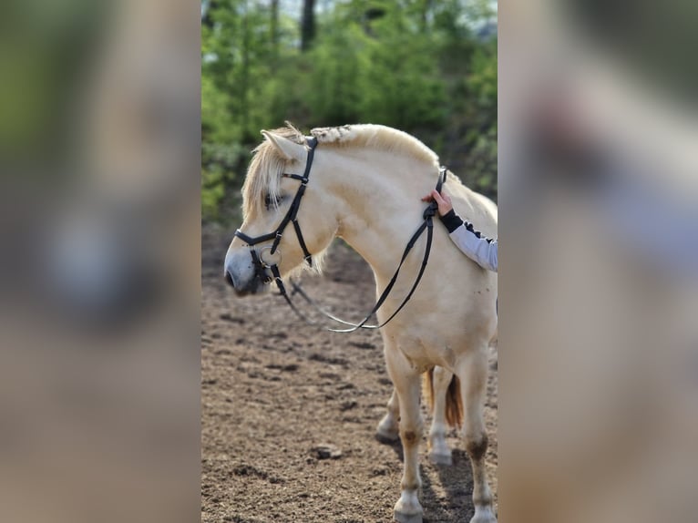 Fjordpferde Wallach 5 Jahre 143 cm White in Gratwein-Stra&#xDF;engel