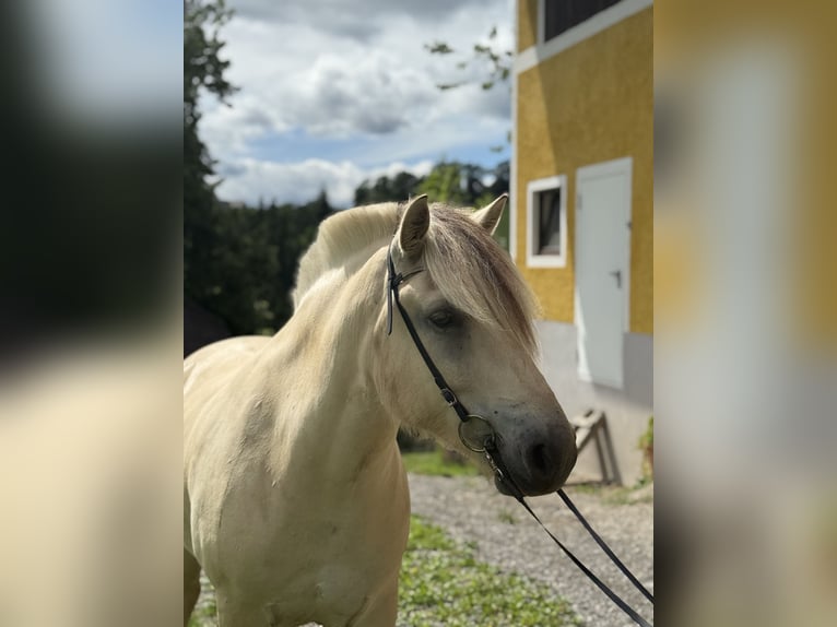 Fjordpferde Wallach 5 Jahre 143 cm White in Gratwein-Stra&#xDF;engel