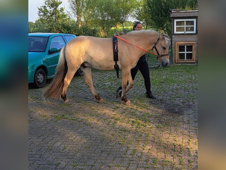 Fjordpferde Wallach 5 Jahre 145 cm  in Kruisland