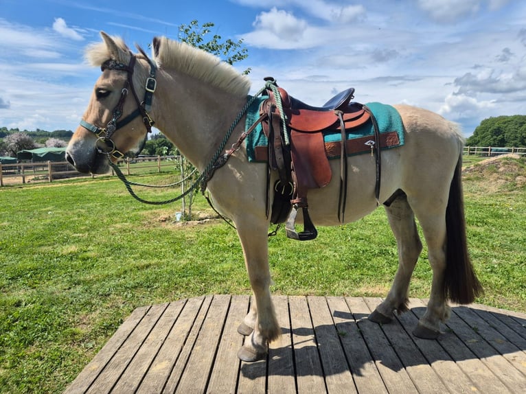 Fjordpferde Wallach 5 Jahre 148 cm Falbe in Linkenbach