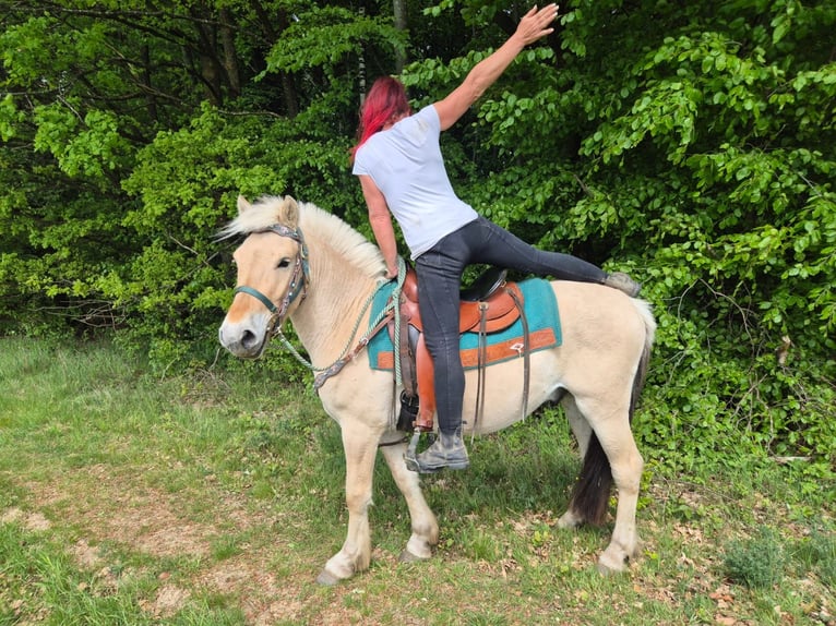 Fjordpferde Wallach 5 Jahre 148 cm Falbe in Linkenbach