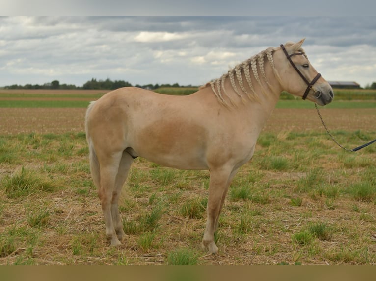 Fjordpferde Wallach 5 Jahre 157 cm Palomino in Geilenkirchen