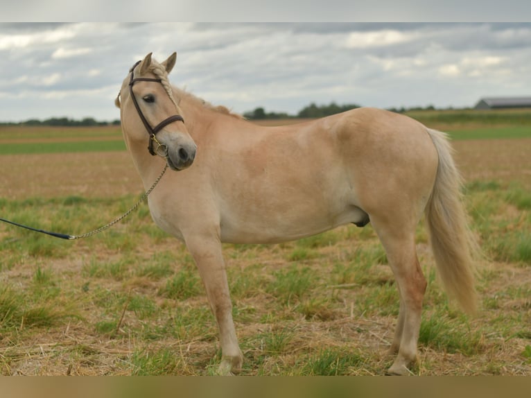 Fjordpferde Wallach 5 Jahre 157 cm Palomino in Geilenkirchen