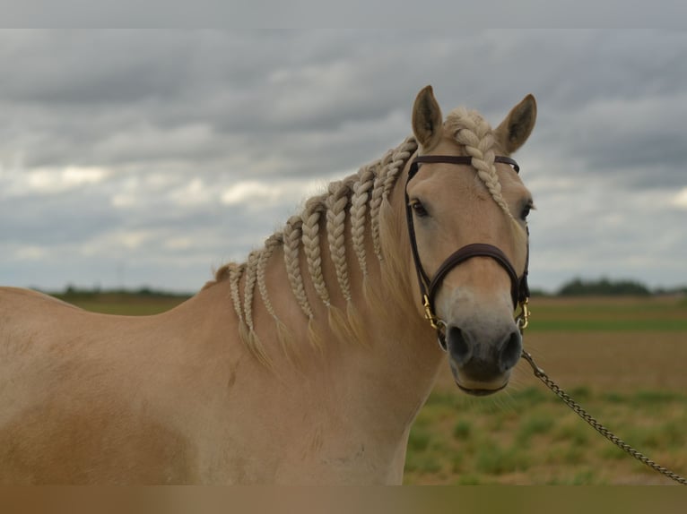 Fjordpferde Wallach 5 Jahre 157 cm Palomino in Geilenkirchen