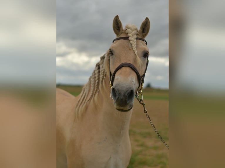 Fjordpferde Wallach 5 Jahre 157 cm Palomino in Geilenkirchen