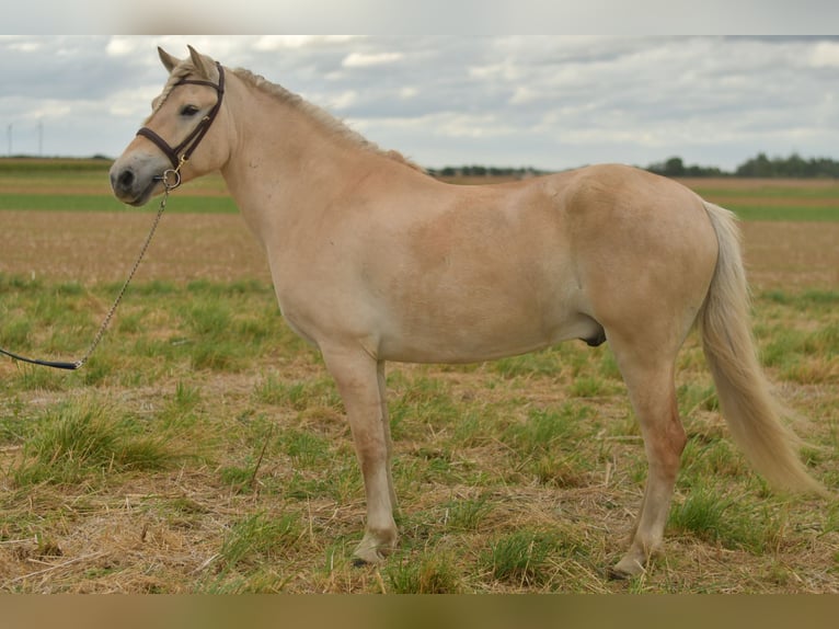 Fjordpferde Wallach 5 Jahre 157 cm Palomino in Geilenkirchen
