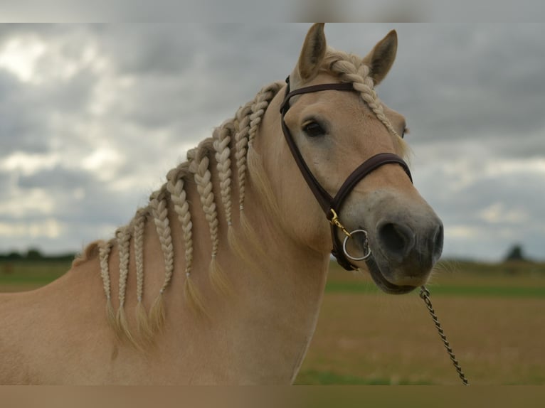 Fjordpferde Wallach 5 Jahre 157 cm Palomino in Geilenkirchen
