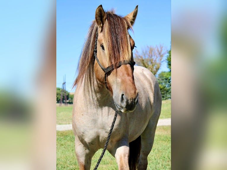 Fjordpferde Mix Wallach 5 Jahre 160 cm Falbe in Battle Creek