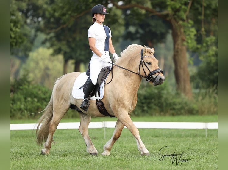 Fjordpferde Wallach 6 Jahre 140 cm Red Dun in Herpen