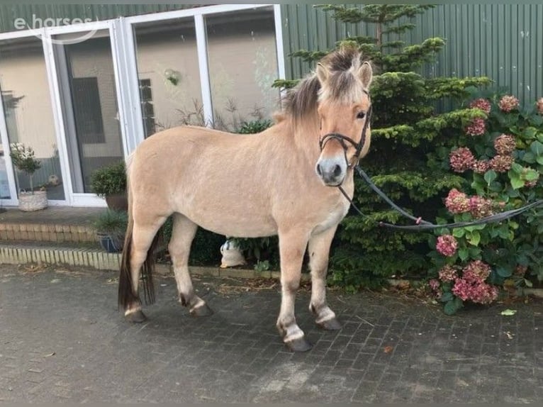 Fjordpferde Wallach 6 Jahre 144 cm Falbe in Süderlügum