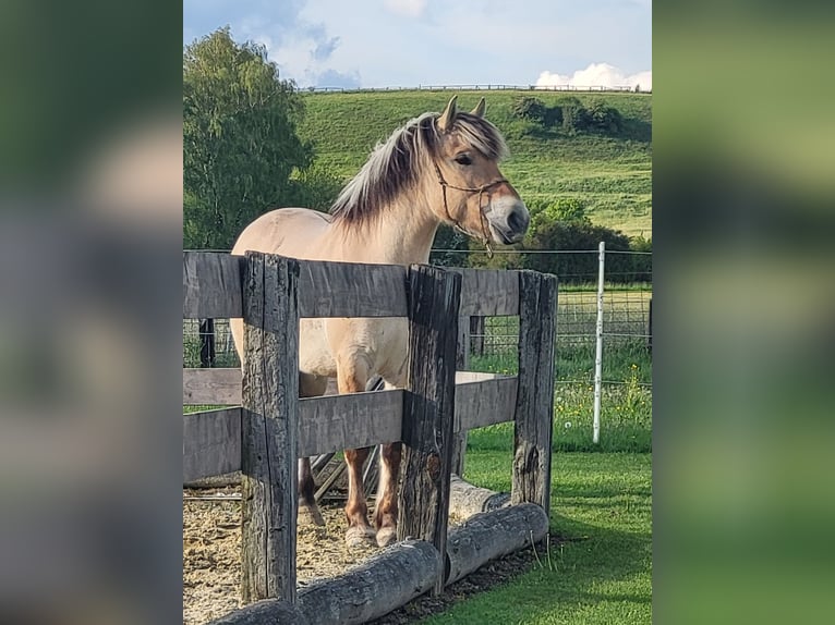 Fjordpferde Wallach 6 Jahre 150 cm Falbe in Lichtenau