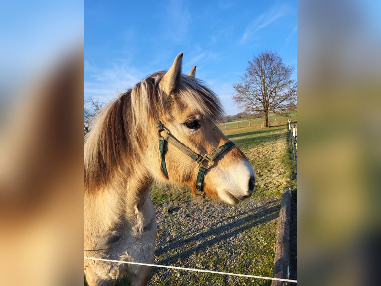 Fjordpferde Wallach 6 Jahre 150 cm Falbe in Lichtenau